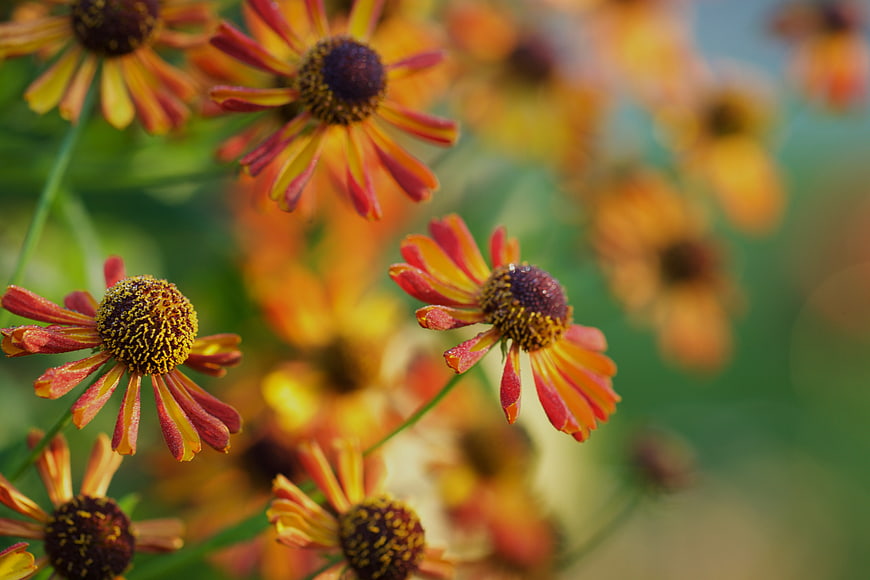 Close-up of vibrant orange and red Helenium flowers in a garden