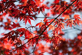Vibrant Red Maple Leaves Against Blue Sky in Autumn