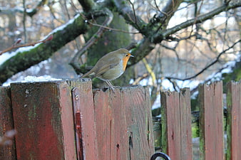 European Robin perched on wooden fence in winter