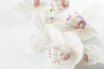 White Orchid Flowers with Purple Spots on White Background