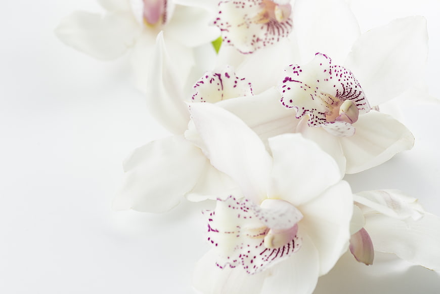 White Orchid Flowers with Purple Spots on White Background