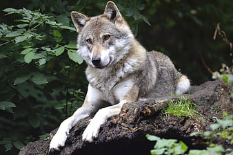 Gray wolf resting on a log in a lush green forest