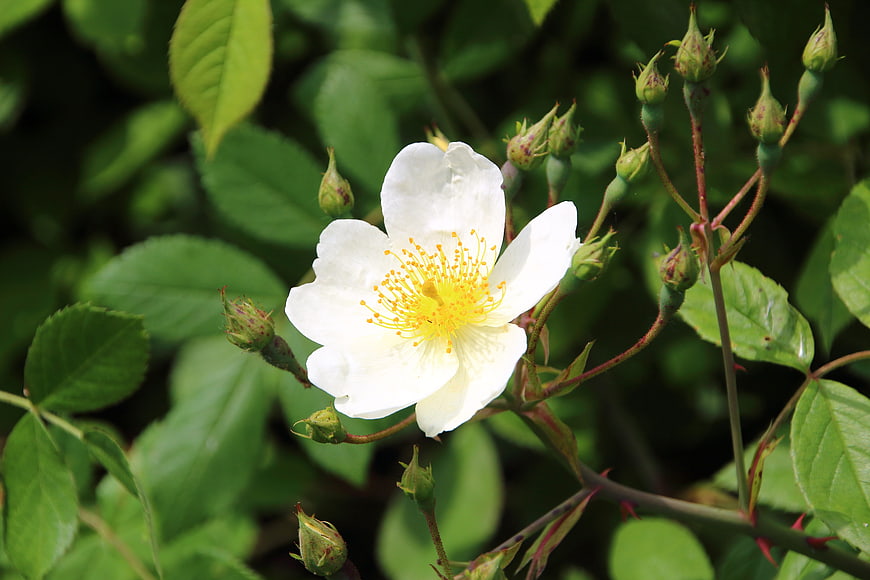 White Wild Rose Bloom with Yellow Stamen and Green Buds