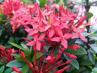 Vibrant Red Ixora Flowers Close-Up with Green Leaves