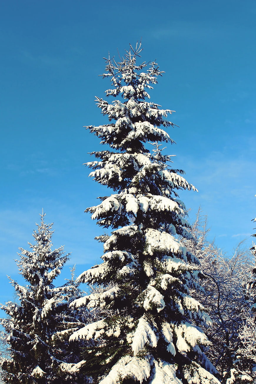 Snow-Covered Pine Tree Against Blue Sky