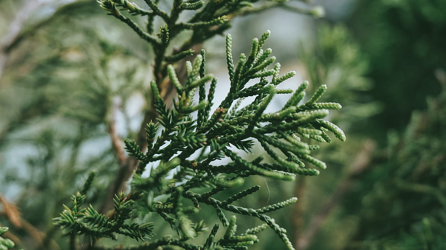 Close-up of green cedar branch with blurred natural background