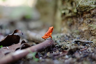 Striking Orange Poison Dart Frog in Tropical Forest