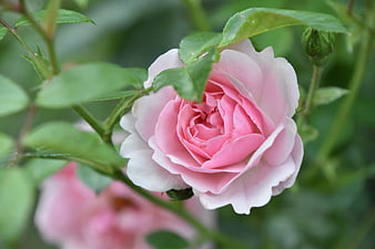 Close-up of a delicate pink rose with green leaves