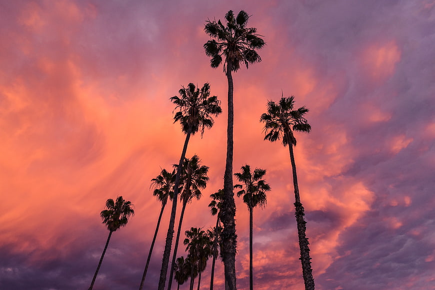 Silhouetted Palm Trees Against Vibrant Pink Sunset Sky