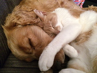 Golden Retriever and Orange Cat Sleeping Together on Couch