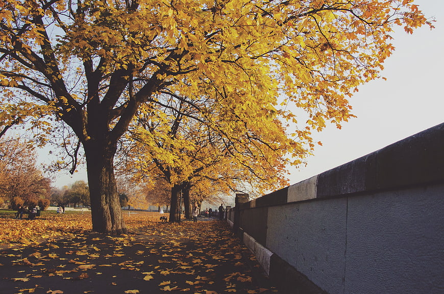 Autumn Park Path with Golden Trees and Falling Leaves