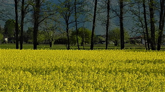 Vibrant yellow rapeseed field with trees and mountains