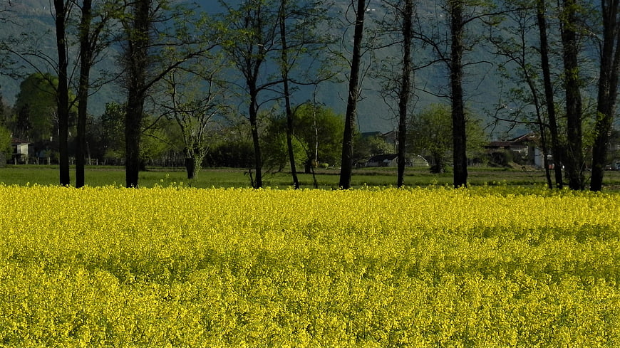 Vibrant yellow rapeseed field with trees and mountains
