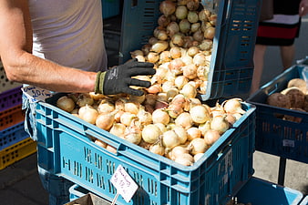 Farmer pouring fresh onions into blue crate at market