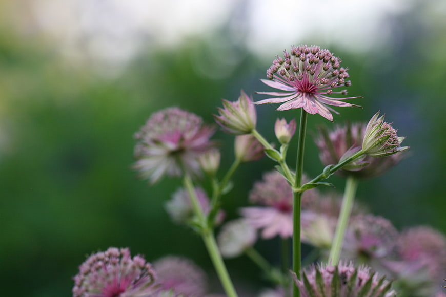 Pink Astrantia Flowers in Bloom with Green Bokeh Background