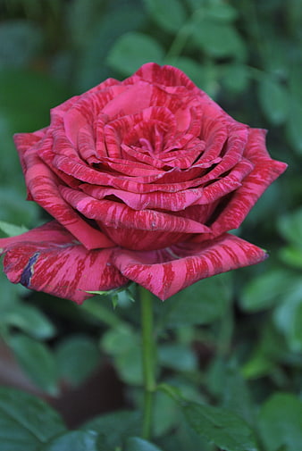 Vibrant Red Rose Close-Up with Green Foliage Background