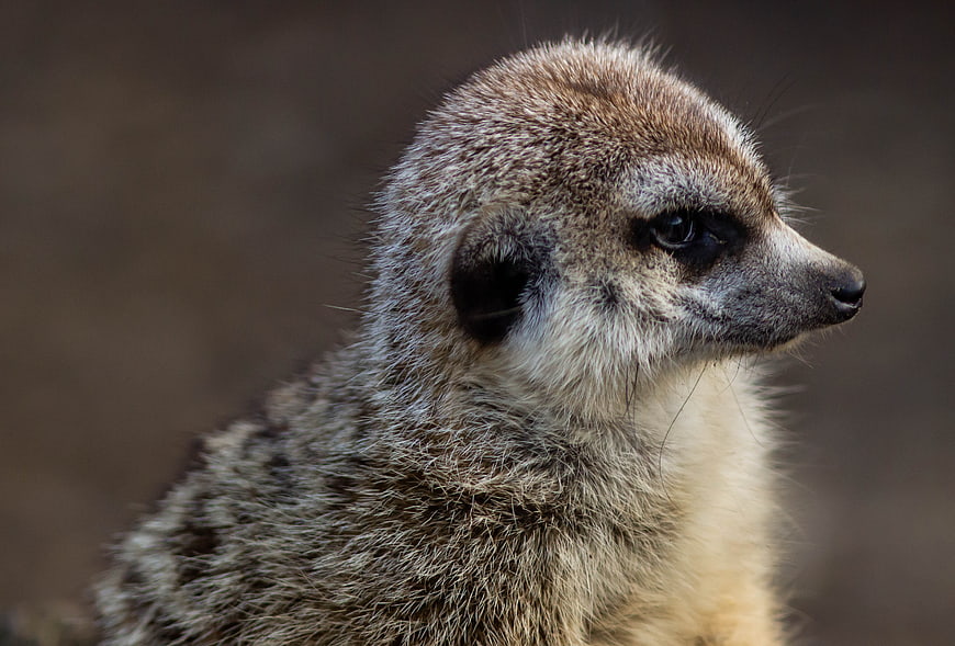 Close-up portrait of a meerkat in profile