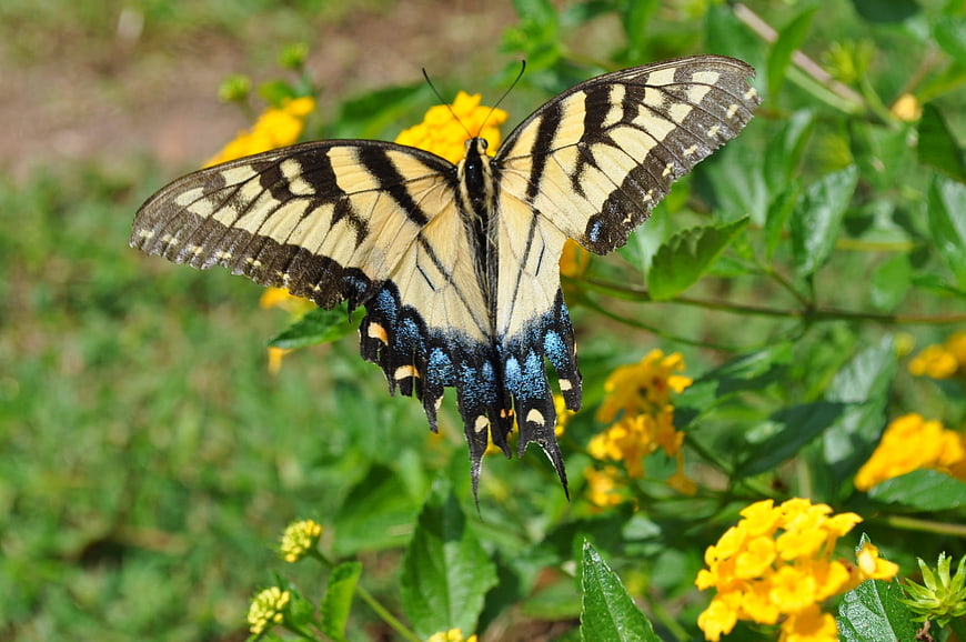 Eastern Tiger Swallowtail Butterfly on Yellow Lantana Flowers