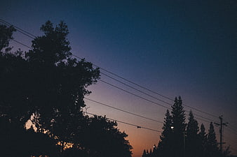 Silhouetted Trees and Power Lines Against a Dusk Sky