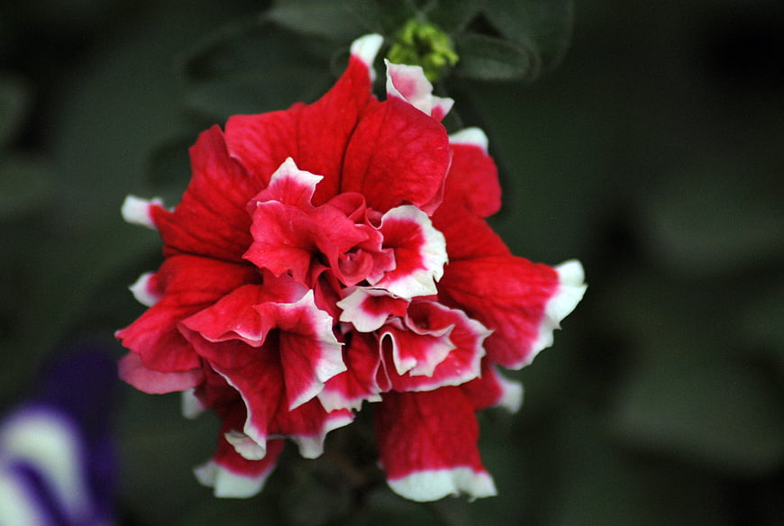 Close-up of vibrant red and white hibiscus flower