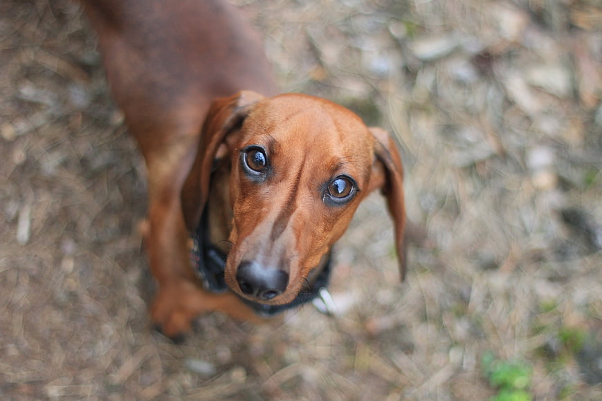 Cute brown dachshund puppy looking up at camera