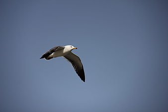 Seagull Soaring Against Clear Blue Sky
