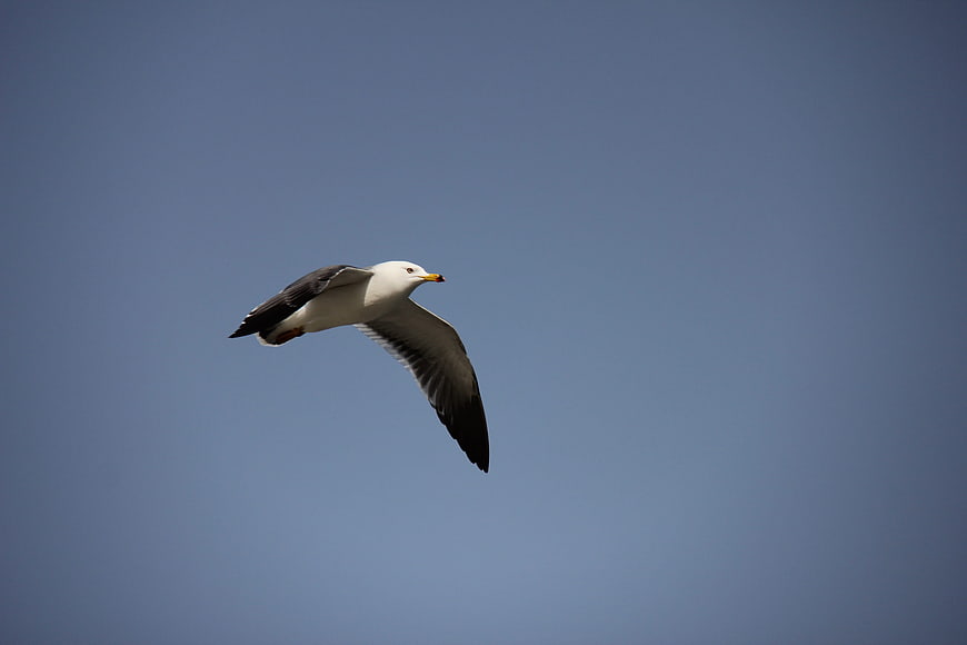 Seagull Soaring Against Clear Blue Sky