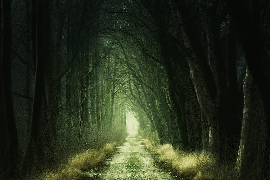 Mysterious Dark Forest Path with Green Foggy Atmosphere