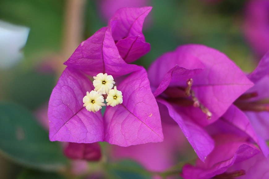 Close-up of vibrant purple bougainvillea flower with yellow center