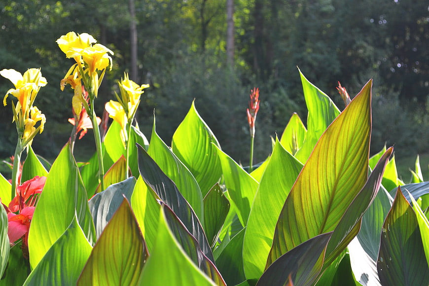 Vibrant Yellow Canna Lilies in Sunlit Garden