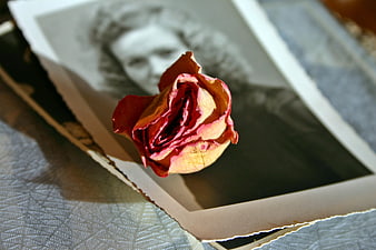 Dried red rose resting on a vintage black and white portrait photograph