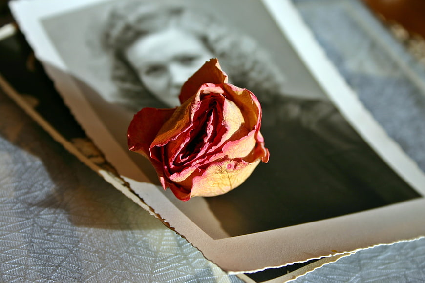 Dried red rose resting on a vintage black and white portrait photograph