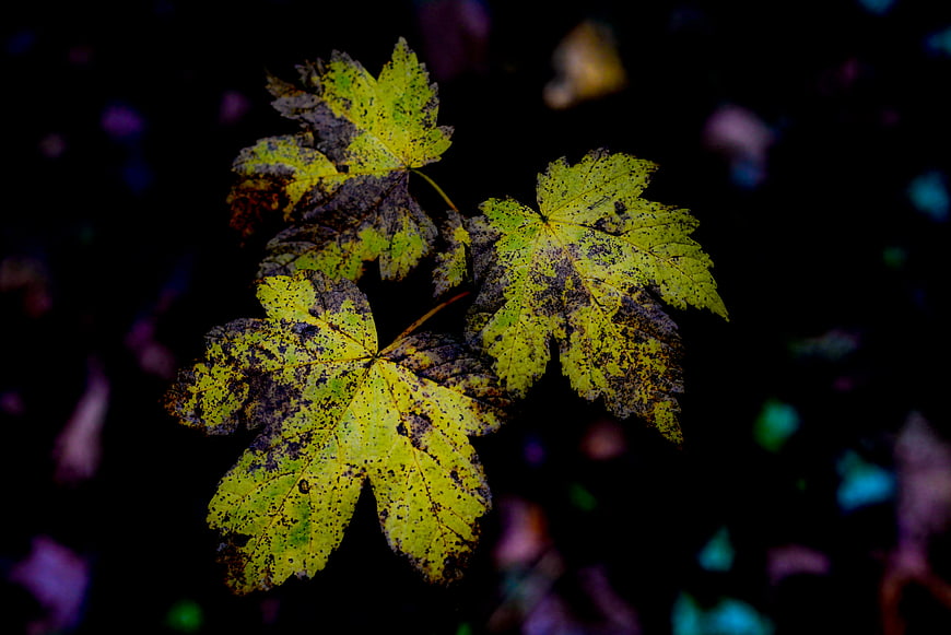 Decaying green maple leaves on dark background