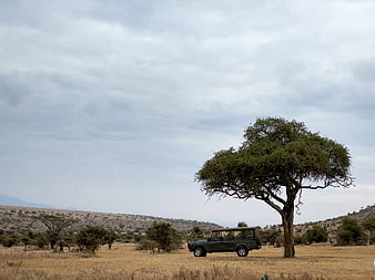 Safari Jeep Parked Under Acacia Tree in African Savanna