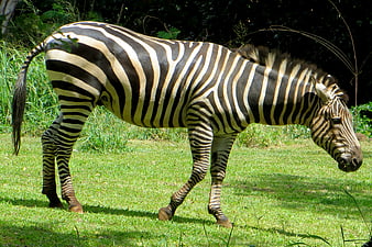 Zebra grazing on green grass in natural habitat