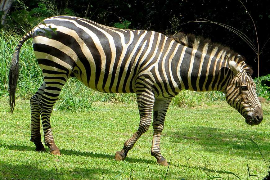 Zebra grazing on green grass in natural habitat