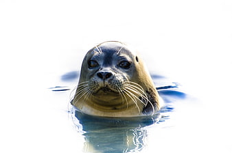 Close-up portrait of a curious seal swimming in bright water