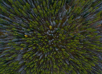 Aerial View of Dense Forest with Green and Gray Trees
