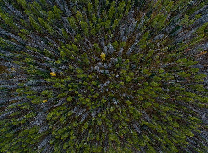 Aerial View of Dense Forest with Green and Gray Trees