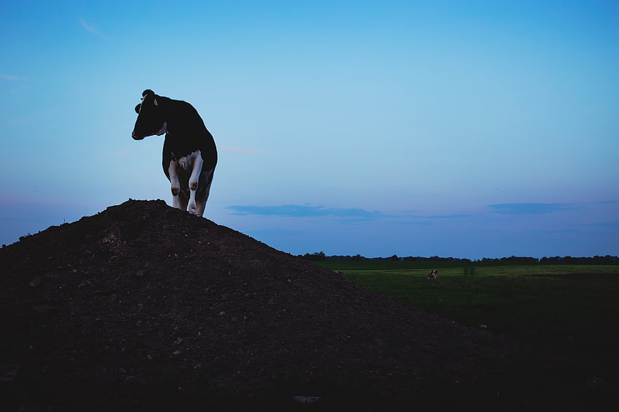 Silhouette of a cow standing on a mound at dusk