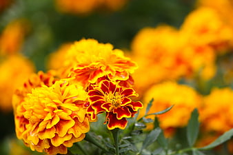 Vibrant Orange and Red Marigold Flowers Close-Up