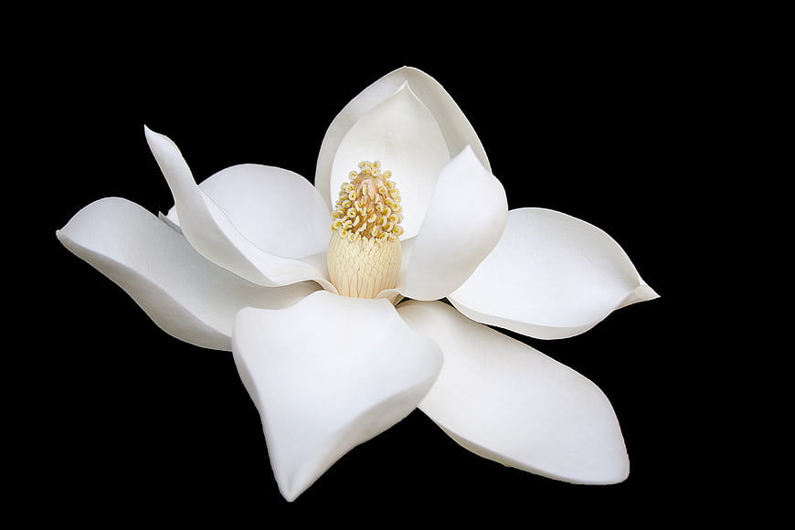 White Magnolia Flower Isolated on Black Background