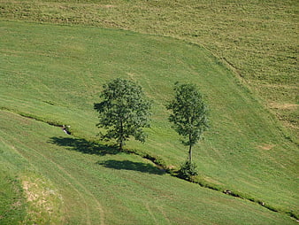 Two trees in a green meadow landscape