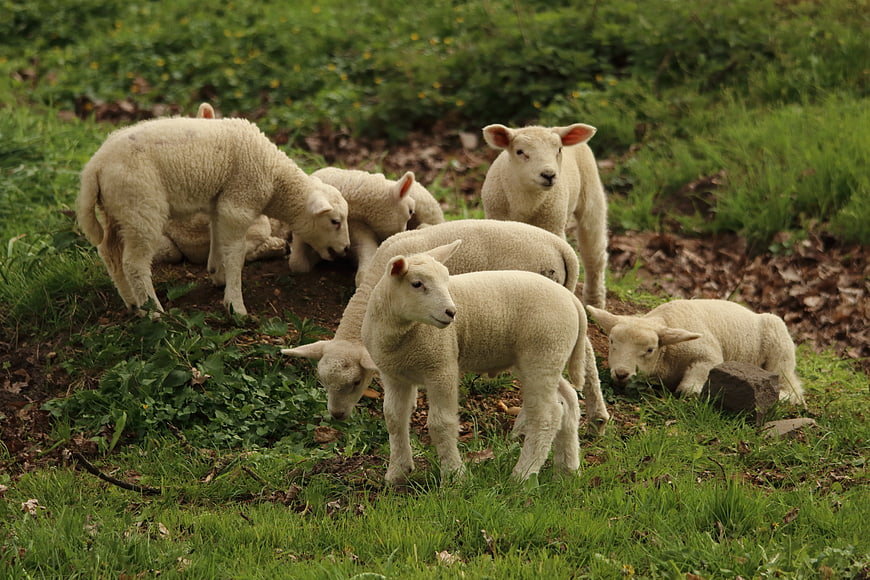 Group of young lambs grazing in a green spring pasture