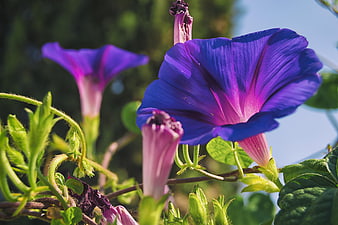 Vibrant Purple Morning Glory Flowers In Sunlight
