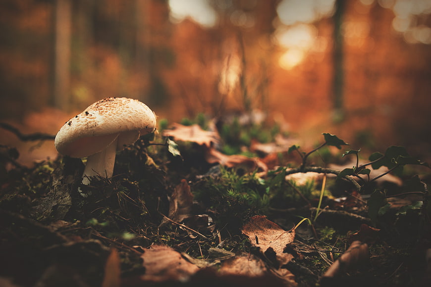 Close-up of a white mushroom in an autumn forest