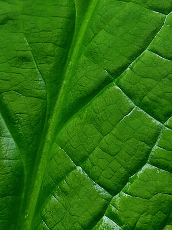 Macro Close-Up of Green Leaf Texture and Veins