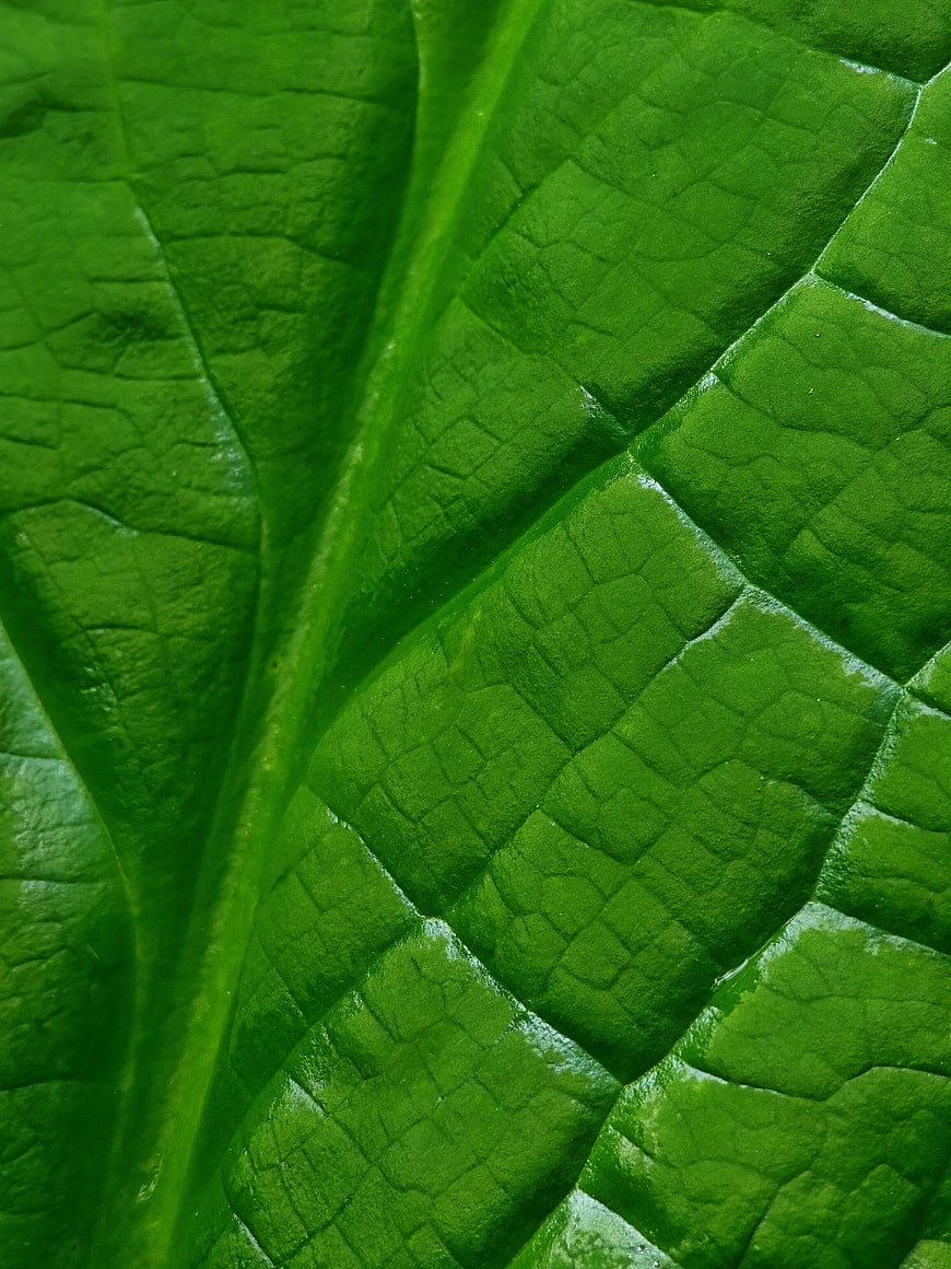 Macro Close-Up of Green Leaf Texture and Veins