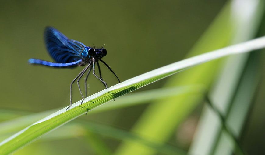 Vibrant Blue Damselfly Perched on Green Grass Blade