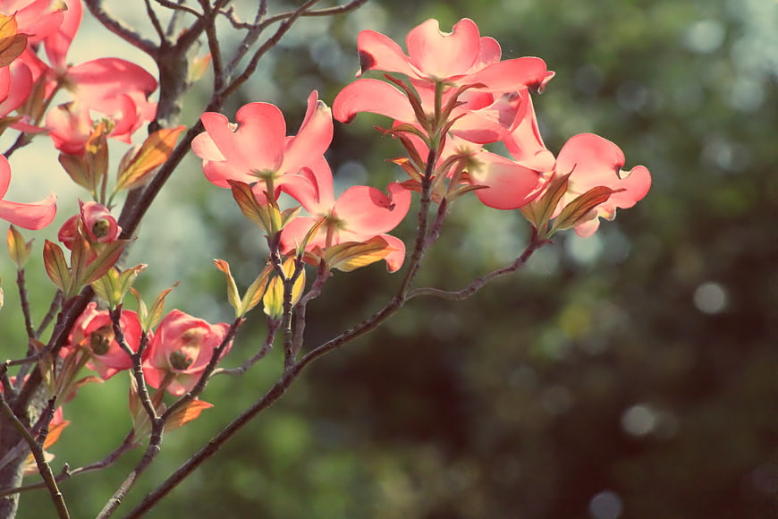 Pink Dogwood Flowers Blooming on Branches in Spring